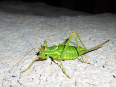 Ephippiger discoidalis