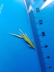 Bromus laevipes
