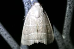 Bagisara rectifascia