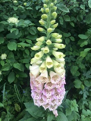 Digitalis purpurea