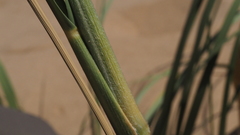 Panicum urvilleanum
