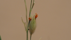 Panicum urvilleanum