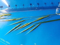 Bromus laevipes