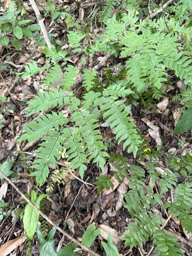 Adiantum trapeziforme observed 2026-09-01