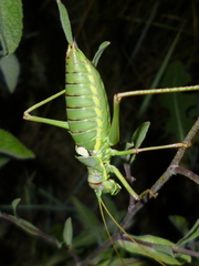 Ephippiger discoidalis