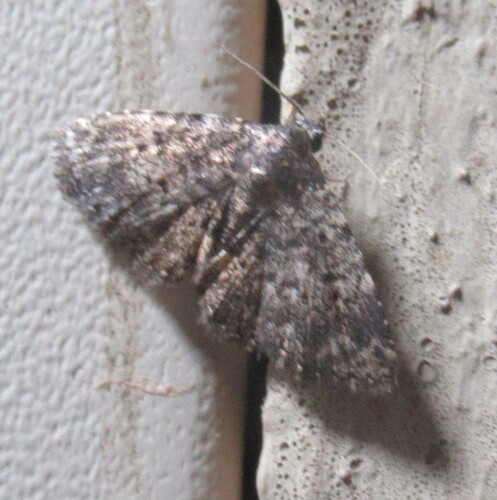Diabolical Fungus Moth photo 5