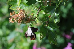 Monilinia johnsonii