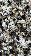 Cladonia prostrata