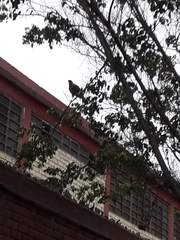 Parabuteo unicinctus