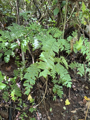 Adiantum trapeziforme observed 2026-09-03