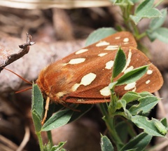 Arctia aulica