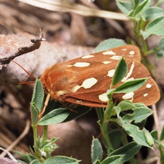 Arctia aulica