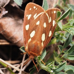 Arctia aulica