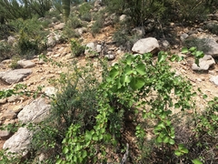 Jatropha cardiophylla, photograph (c) Bruce Hartman, some rights reserved (CC BY)