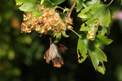 Monilinia johnsonii