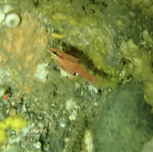 Zapogon evermanni observed 2025-08-17