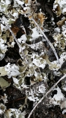 Cladonia prostrata