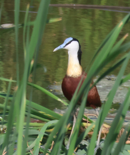 iNaturalist image