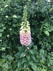 Digitalis purpurea