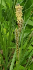 Carex sartwelliana