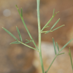 Psoralea glaucescens