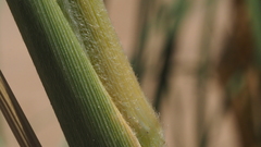 Panicum urvilleanum