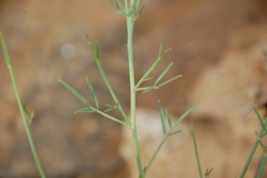 Psoralea glaucescens