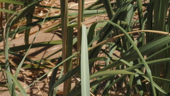 Panicum urvilleanum