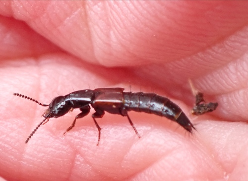 Quedionuchus longipennis