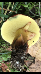 Xerocomellus ripariellus