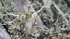 Cladonia rappii