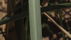 Panicum urvilleanum