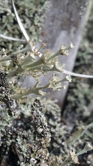 Cladonia rappii