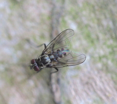 Limnophora maculosa