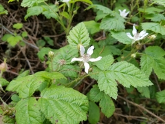 Rubus ursinus macropetalus