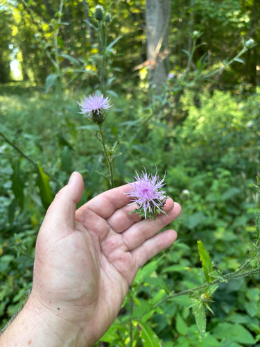 iNaturalist observation photo of Tall Thistle
