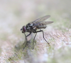 Limnophora maculosa