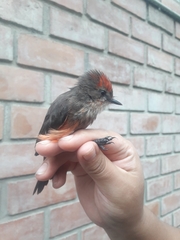 Pyrocephalus rubinus obscurus