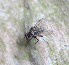 Limnophora maculosa