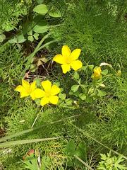 Oxalis