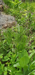 Carex sartwelliana