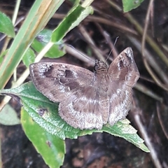 Quadrus u-lucida mimus
