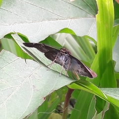 Quadrus u-lucida mimus