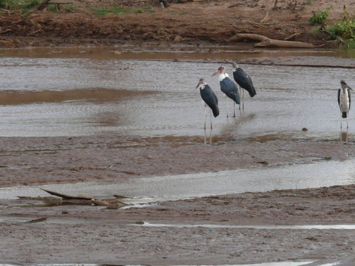 iNaturalist image