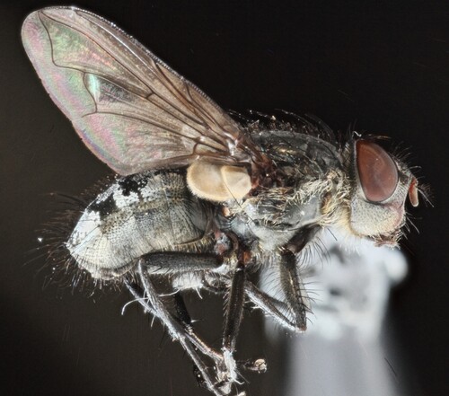 Pollenia rudis observed 2026-09-01