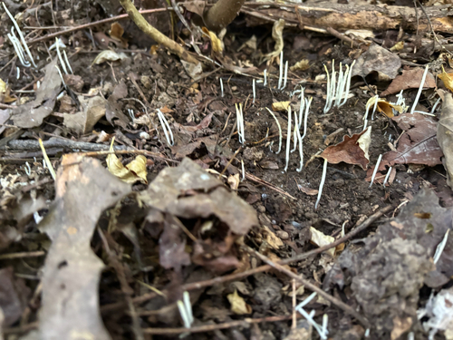 iNaturalist observation photo of Clavaria