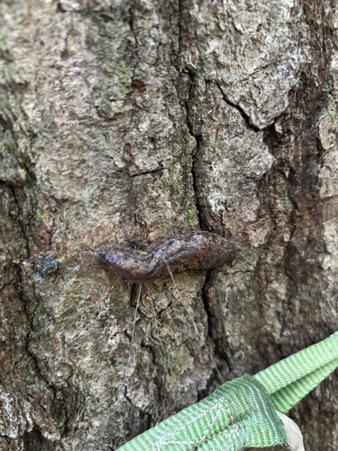 iNaturalist observation photo of Megapallifera