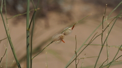 Panicum urvilleanum