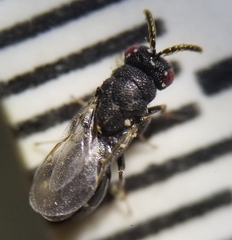 Eurytoma obtusiventris