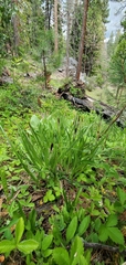 Carex sartwelliana